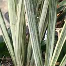 Sansevieria for sale